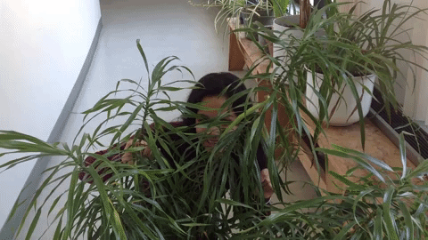 This is a gif of an Environmental Studies student jumping out from behind plants.