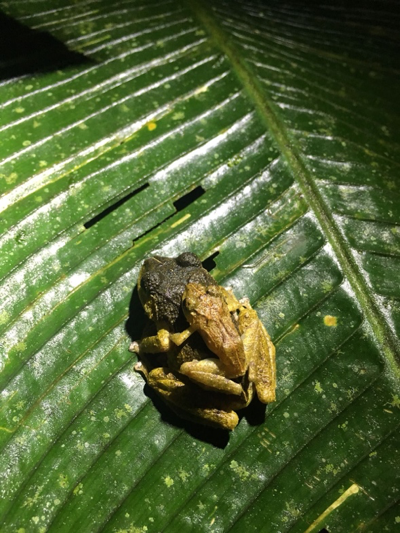 Costa Rican frogs