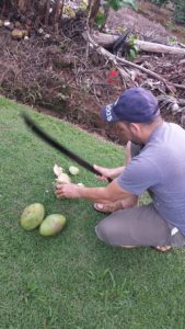A man cutting open coconuts