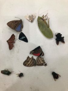 Bug collection in the Natural History and Political Ecology course